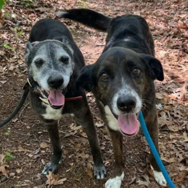 Baxter and Bentley – Bonded Pair